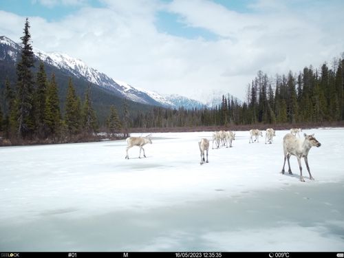 Обитание северных оленей на востоке Тувы