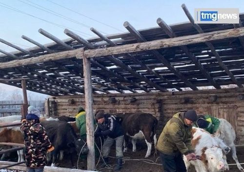 «Хорриот» системазы: Мал-маганны демдектээри – малчыннарның сонуургалында