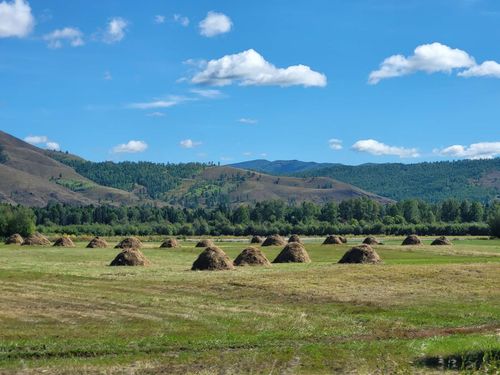 В Каа-Хемском районе заготовили более девяти тысяч тонн грубых кормов