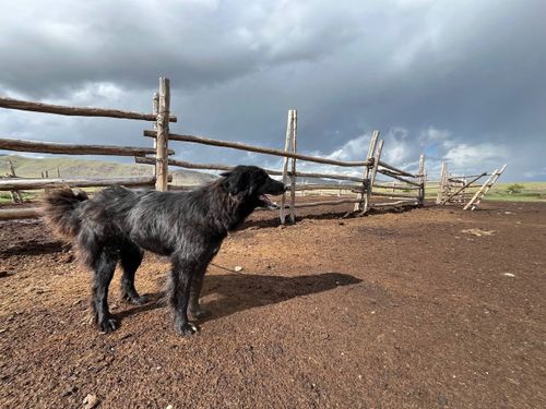 Тувинская овчарка приняла участие в съёмках фильма «Повесть о светлом мальчике»