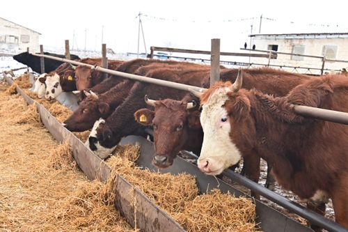 В Туве подвели итоги господдержки животноводства в 2022 году