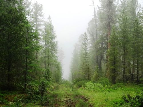 На станции «Тайга» нашлись 3 группы заблудившихся людей