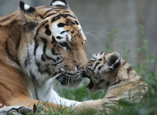 Телебашня Тувы включит «тигриную» подсветку в честь Международного дня тигра