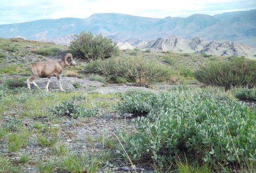 В заповеднике «Убсунурская котловина» обустроили водопои для аргали и установили фотоловушки