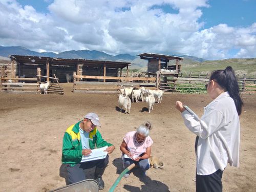 В Каа-Хемском районе стартовал пересчет сельхозживотных