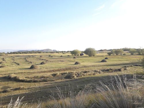 В Барун-Хемчике заготовили более 11 тысяч тонн сена