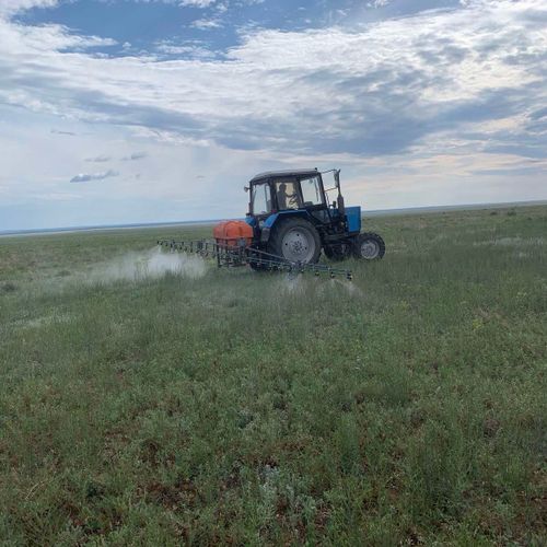 Минсельхоз Тувы контролирует процесс уничтожения дикорастущей конопли с помощью гербицидов