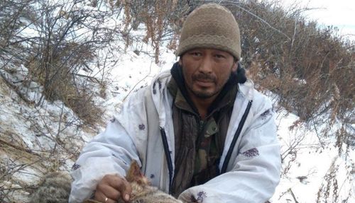 В Туве зафиксирован случай нападения волков на домашний скот