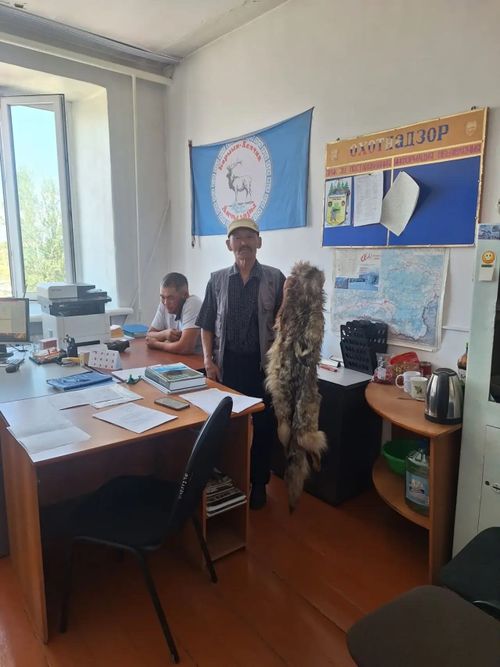 С начала года в Туве добыто 266 волков