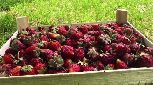 Юрлицо, ввозящее свежую клубнику из Киргизии в Россию, получило предупреждение о недопустимости нарушения обязательных требований