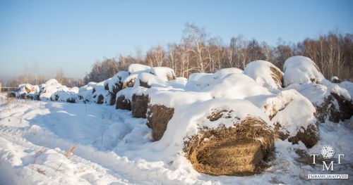 Как проходит зимовка скота в Тандинском районе
