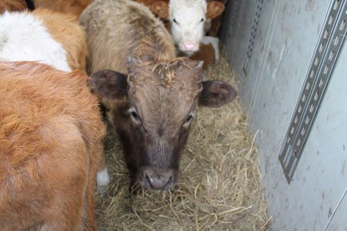 На территории Хакасии выявлена очередная попытка незаконной перевозки скота из Тувы в Дагестан