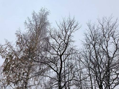 В Госдуму внесут законопроект, определяющий понятие «валежник»