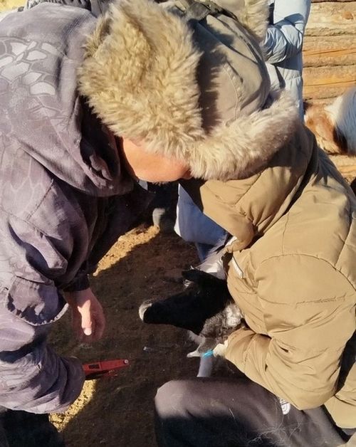 Бай-Тайгада бода болгаш шээр малды демдектээр ажыл уламчылап турар