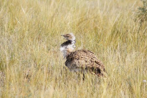 Завершился первый этап международной экспедиции по изучению восточной дрофы в Убсунурской котловине