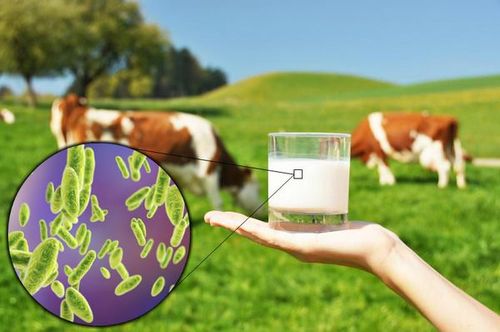 Что нужно знать о бруцеллёзе? Профилактика бруцеллёза