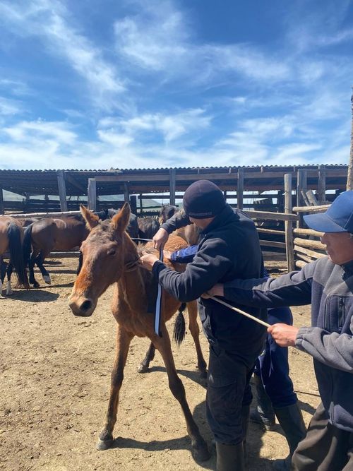 В Пий-Хемском районе ведут работу по закреплению светоотражающих лент на лошадях