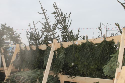 Россельхознадзор предупреждает: новогодние ели могут быть опасны