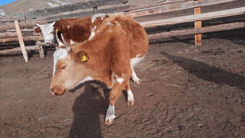 В Туве скотокрад нанес ножевое ранение сотруднику полиции