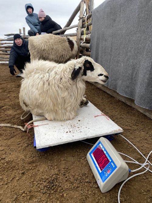 Экспедиция Тувинского государственного университета исследует генетические особенности животных в условиях номадного животноводства