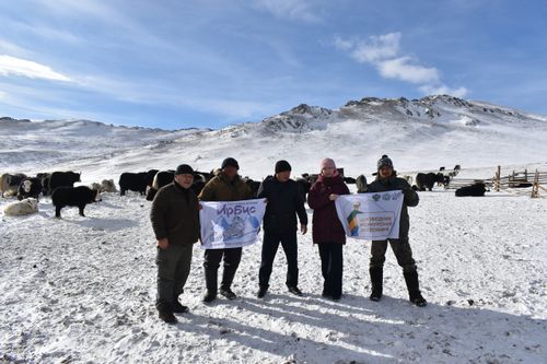 В Монгун-Тайге компенсировали ущерб от ирбиса для сохранения редкого хищника