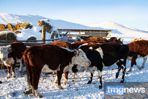 Зимовка скота в Дзун-Хемчикском районе проходит в штатном режиме
