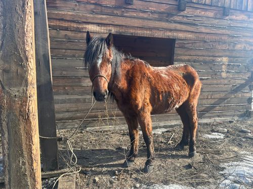 Житель Тувы украл коня со свободного выпаса. Ущерб составил 70 тысяч рублей