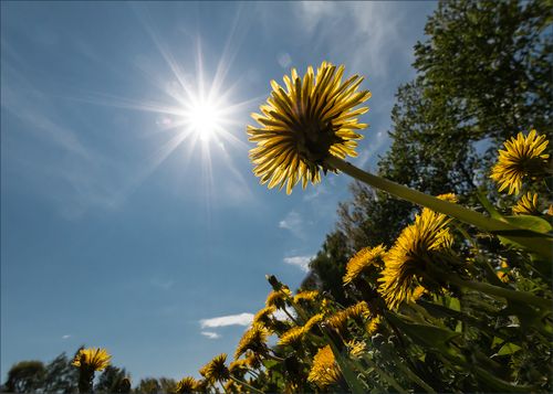 Сегодня - день летнего солнцестояния