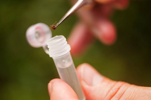 В Туве сохраняется активность клещей. За неделю зарегистрировано 11 случаев присасывания