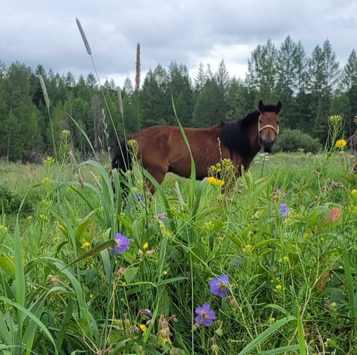 В Тере-Холе кормозаготовительная кампания стартует с начала августа