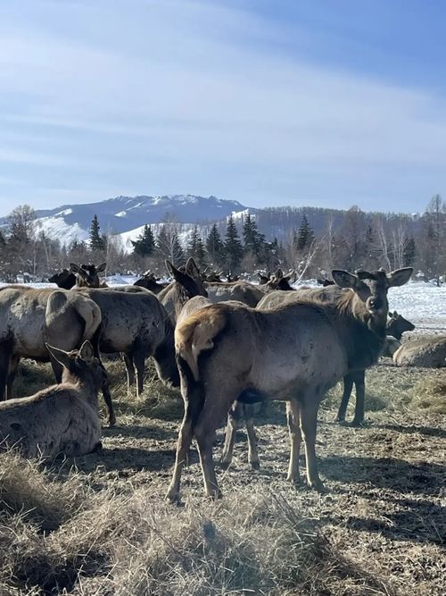 В Минсельхозе Тувы проверили условия содержания маралов в хозяйстве «Туран»
