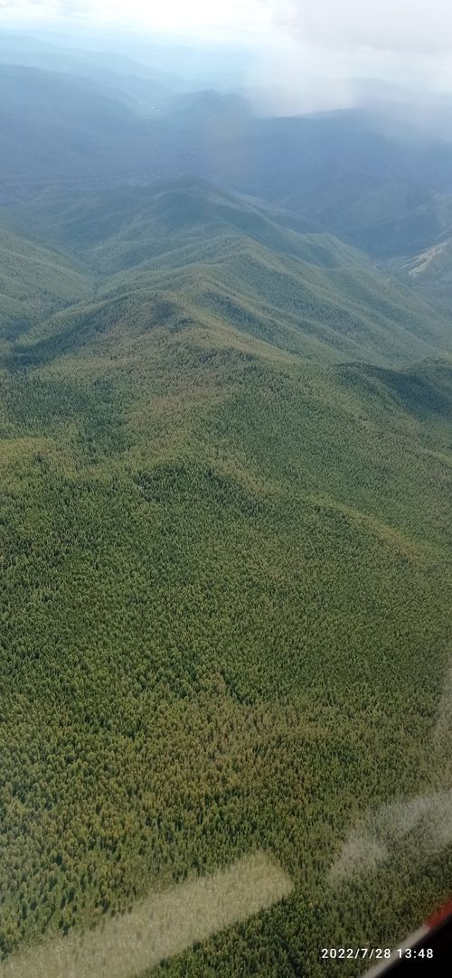 Лесопатологи Тувы обследовали Каа-Хемское лесничество