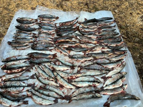 У реки Кызыл-Хем задержали лодку с незаконной добычей: 32 ленки и 57 хариусов изъяты