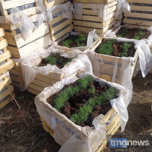 В Туве Голевская горнорудная компания реализует проект по лесовосстановлению