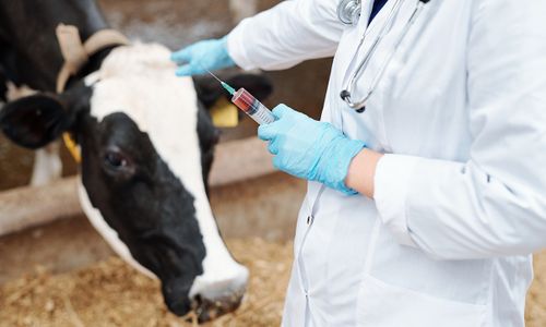 В Туве создали ветеринарную службу