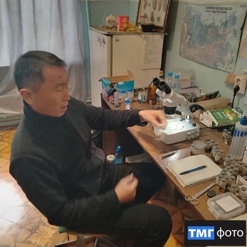 Сентябрьское нашествие мошкары: естественное явление, не представляющее опасности