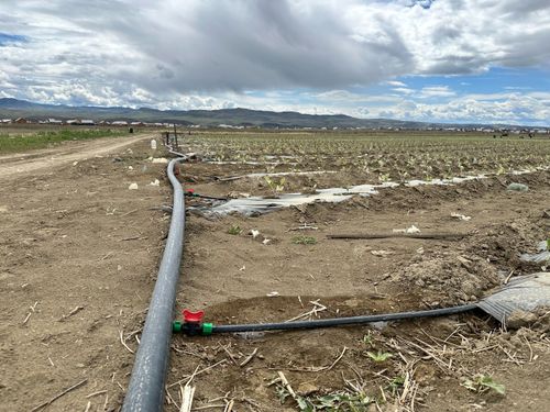 В Кызылском районе успешно развивается сельское хозяйство