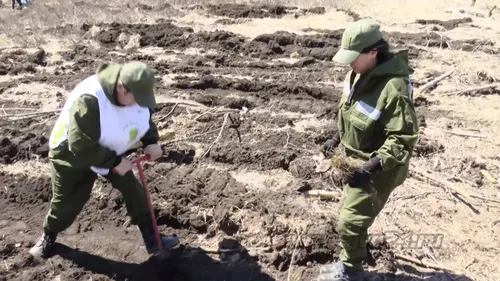 В Туве планируют высадить около трёх миллионов саженцев
