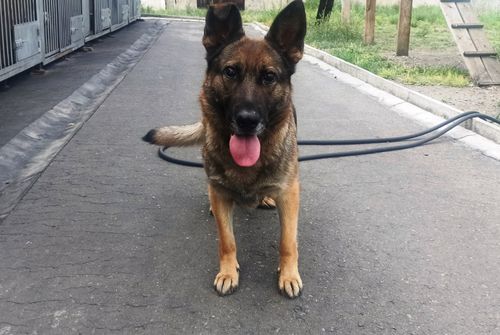 Собака Тула из Красноярской таможни нашла новый дом