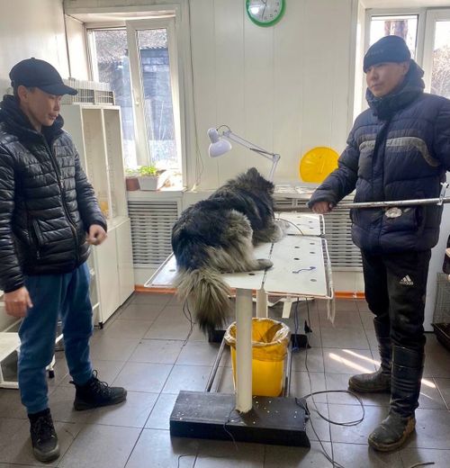 В Кызыле продолжается льготная стерилизация собак