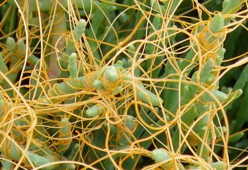 Россельхознадзор Тувы сообщает о повилике – злейшем враге посевов кормовых культур