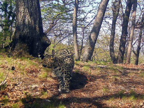 ВТБ ищет имя для котёнка леопарда