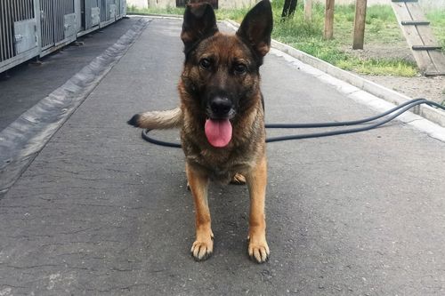 Таможенники Тувы ищут дом для служебной собаки