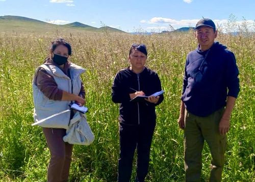 Засуха не помешала: фермер из Пий-Хемского района добился рекордного урожая суданской травы