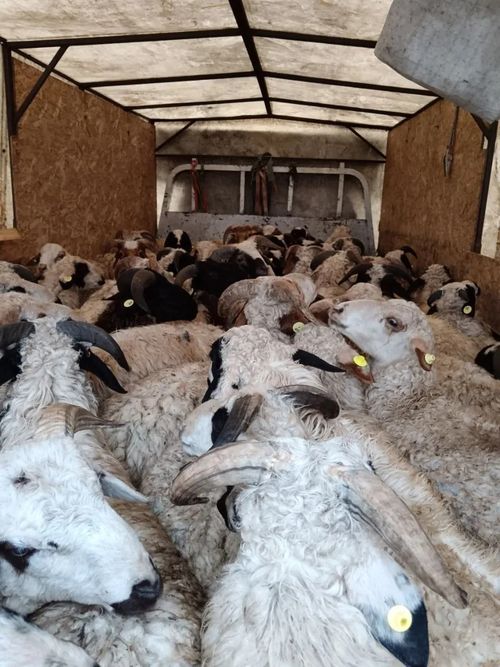 В Тес-Хемском районе сформировано новое высокопродуктивное стадо баранов-производителей