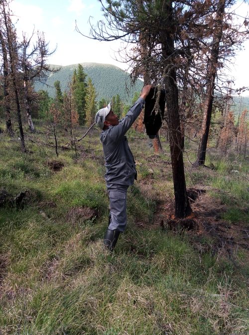 В Туве завершилась инвентаризация фитосанитарных зон по лесным вредителям