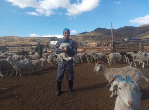 В Чаа-Холе появился свой мастер по стрижке овец