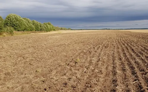 В Туве более 800 гектаров земли введены в оборот по нацпроекту «Экспорт продукции АПК»