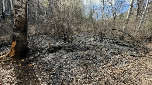 В 9 из 10 случаев лесные пожары в Туве возникают по вине человека