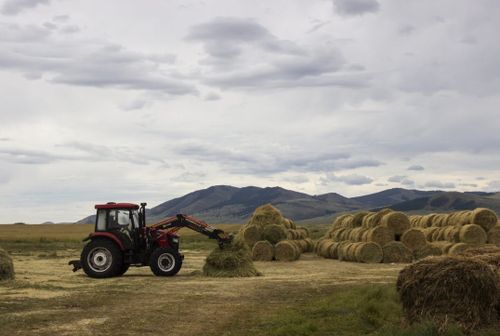 В Туве начал работать оперштаб по кормозаготовительной кампании